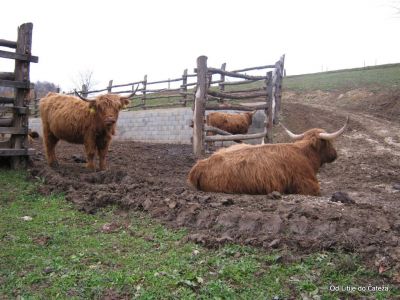 Ključne besede: litije