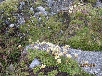 Cvetka_Vargazon_Dolomiti_Dizzgrazi_2012-053.JPG