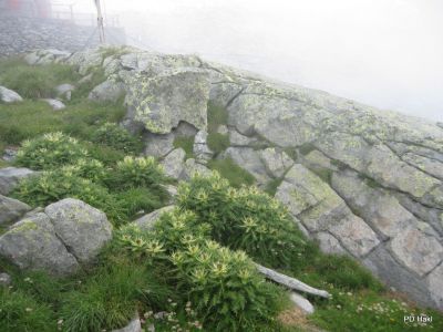 Cvetka_Vargazon_Dolomiti_Dizzgrazi_2012-067.JPG