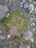 Cvetka_Vargazon_Dolomiti_Dizzgrazi_2012-055.JPG