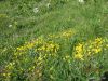 Cvetka_Vargazon_Montaz_Mangrt_2012-017.JPG
