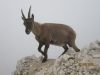 Cvetka_Vargazon_Montaz_Mangrt_2012-065.JPG