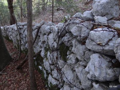 Fistravec_Golobar_2015-015.JPG