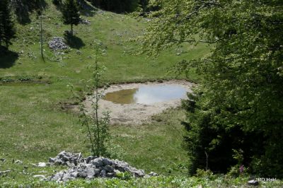 Fistravec_Menina_planina_2011-101.JPG