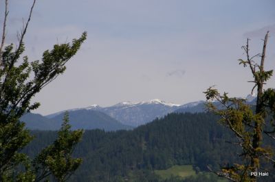 Fistravec_Menina_planina_2011-25.JPG