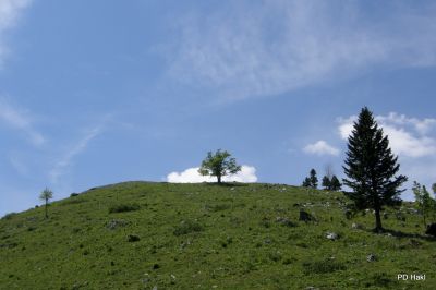 Fistravec_Menina_planina_2011-83.JPG