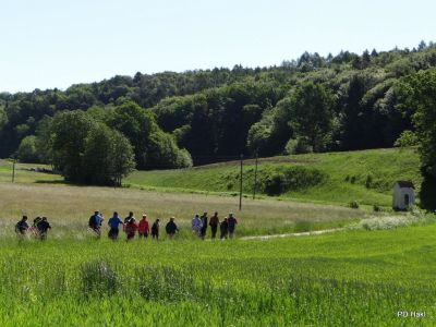 Fistravec_V_nasi_grabi_2013-028.JPG