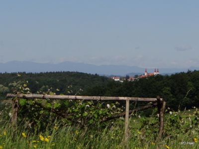 Fistravec_V_nasi_grabi_2013-033.JPG