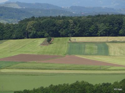 Fistravec_V_nasi_grabi_2013-034.JPG