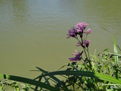 Fistravec_V_nasi_grabi_2013-060.JPG