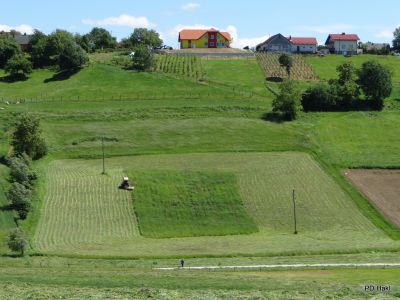 Fistravec_V_nasi_grabi_2013-062.JPG