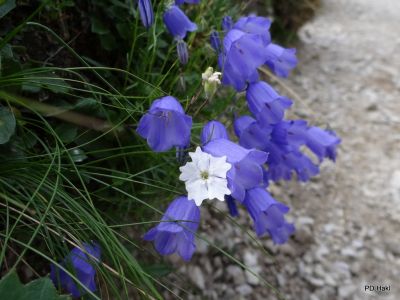Fistravec_Triglav_2013-006.JPG