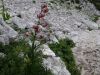 Fistravec_Triglav_2013-016.JPG