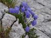 Fistravec_Triglav_2013-026.JPG