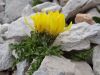 Fistravec_Triglav_2013-029.JPG