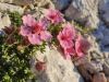 Fistravec_Triglav_2013-086.JPG