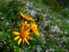 Fistravec_Triglav_2013-101.JPG