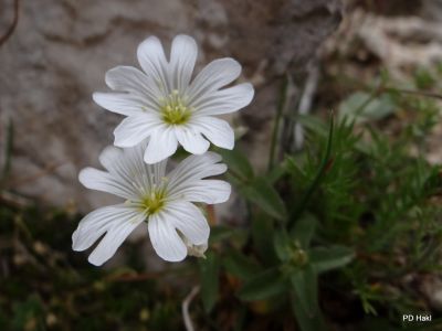 Fistravec_Triglav_2012-072.JPG