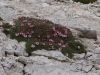 Fistravec_Triglav_2012-061.JPG