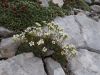 Fistravec_Triglav_2012-073.JPG