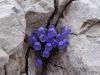 Fistravec_Triglav_2012-079.JPG