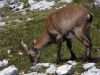 Fistravec_Triglav_2012-180.JPG