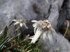Fistravec_Triglav_2012-211.JPG