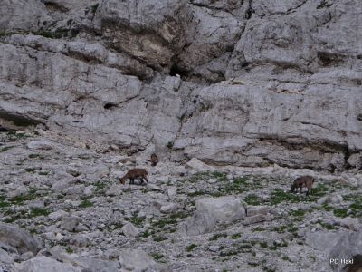Triglav_2014_27.JPG