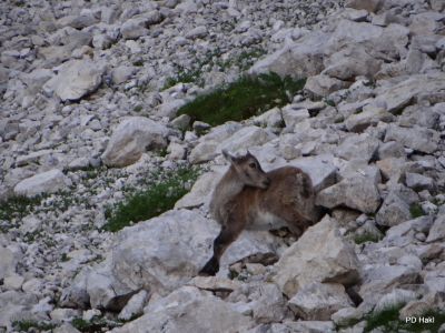 Triglav_2014_29.JPG