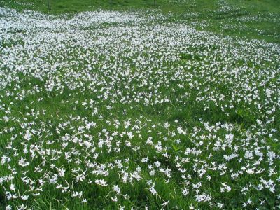 Branko Družovec - Golica 11. maj 2008.
Branko Družovec - Golica 11. maj 2008.
Ključne besede: Družovec Golica maj