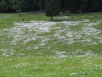 Branko Družovec - Golica 11. maj 2008.
Branko Družovec - Golica 11. maj 2008.
Ključne besede: Družovec Golica maj