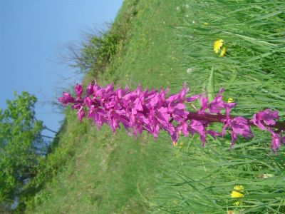 Drago Lipič - 2 Vindišev pohod - HALOZE 2005
