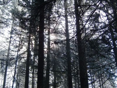 Drago Lipič - Pohod na Košenjak 24. maj 2008.
KOŠENJAK (1522 m) je skrajni odrastek Golice, gorovja severno od Drave, med Vičem in Muto, ki se na drugi strani državne meje širi proti severu med Labodsko dolino na zahodu in Graško kotlino na vzhodu.
Ključne besede: Drago Lipič Košenjak maj