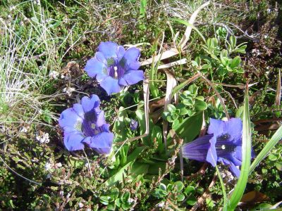 Drago Lipič - Pohod na Košenjak 24. maj 2008.
KOŠENJAK (1522 m) je skrajni odrastek Golice, gorovja severno od Drave, med Vičem in Muto, ki se na drugi strani državne meje širi proti severu med Labodsko dolino na zahodu in Graško kotlino na vzhodu.
Ključne besede: Drago Lipič Košenjak maj