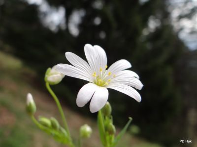 Marjan_Fistravec_Cemseniska_planina_2014-014.JPG
