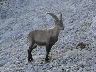 Marjan_Pauric_Triglav_2019-090.JPG