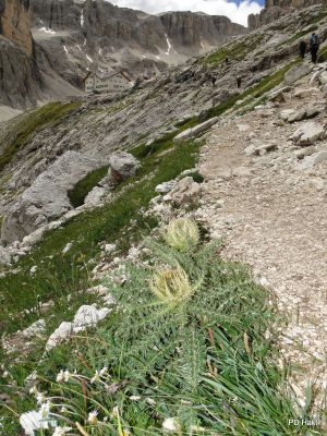 Pauric_Marjan_Dolomiti_Pizboe_2017-037.JPG