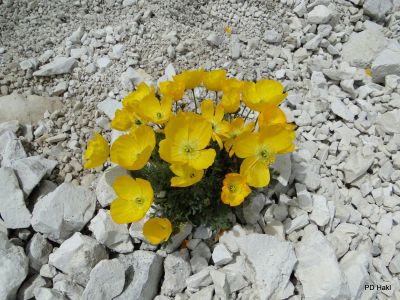 Pauric_Marjan_Dolomiti_Pizboe_2017-048.JPG