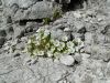 Pauric_Marjan_Dolomiti_Pizboe_2017-056.JPG