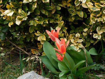 Poharic_Milan_Pomurska_Planinska_Pot_2022-074.JPG
