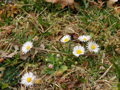 Poharic_Milan_Pomurska_Planinska_Pot_2022-078.JPG
