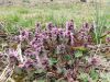 Poharic_Milan_Pomurska_Planinska_Pot_2022-081.JPG