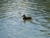 411-DSC01377.JPG
